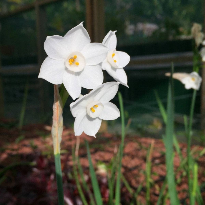 Narcissus papyraceus